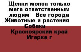 Щенки мопса только мега-ответственным людям - Все города Животные и растения » Собаки   . Красноярский край,Игарка г.